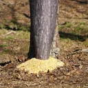 A062582 — 5