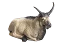 WILD LIFE 3D TARGET POLAR GOAT - BEDDED DIM: 90X55X43CM GROUP 1