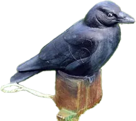 NATUR FOAM 3D TARGET RAVEN