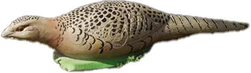 NATUR FOAM 3D TARGET PHEASANT - HEN