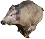 NATUR FOAM 3D TARGET WILD BOAR - RUNNING