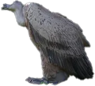 NATUR FOAM 3D TARGET VULTURE